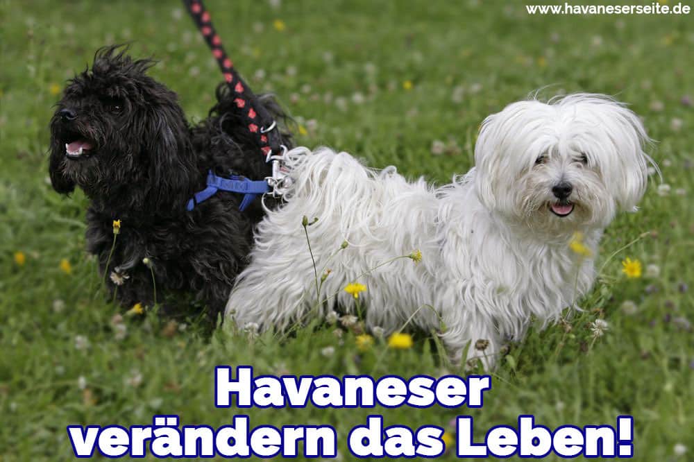 Zwei Havaneser auf Gras