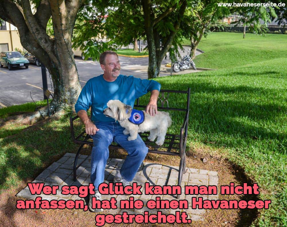 Ein Havaneser auf einer Parkbank